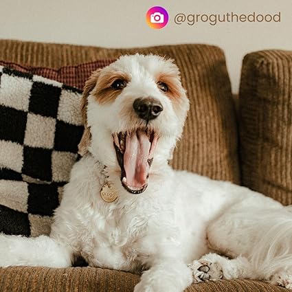 SOLID BRASS PET TAG - Modern, Minimal Pet IDs - Image 7