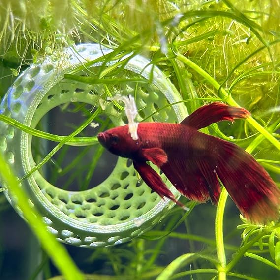 CTWPets Betta Bulb Hide | Betta Rest Fish Tank Ornament - Image 4