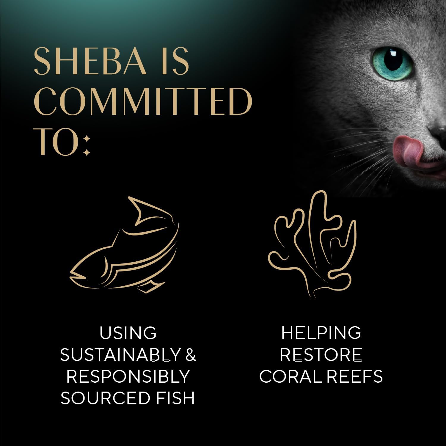 Sheba Perfect Portions Wet Cat Food Pate with Sustainable Salmon - Image 7
